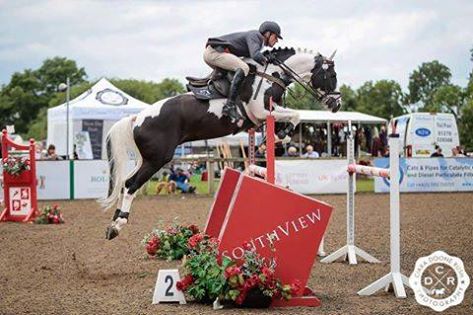 Fernando - Coloured Showjumping Stallion